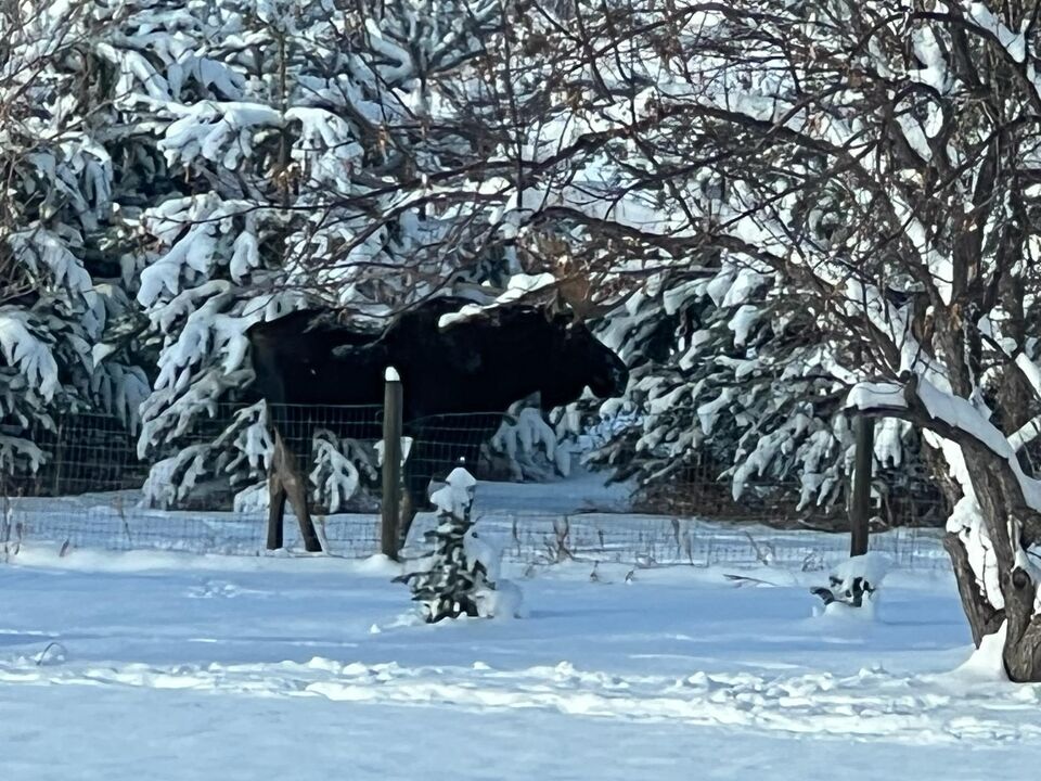 Bozeman - Sypes Canyon Cabin